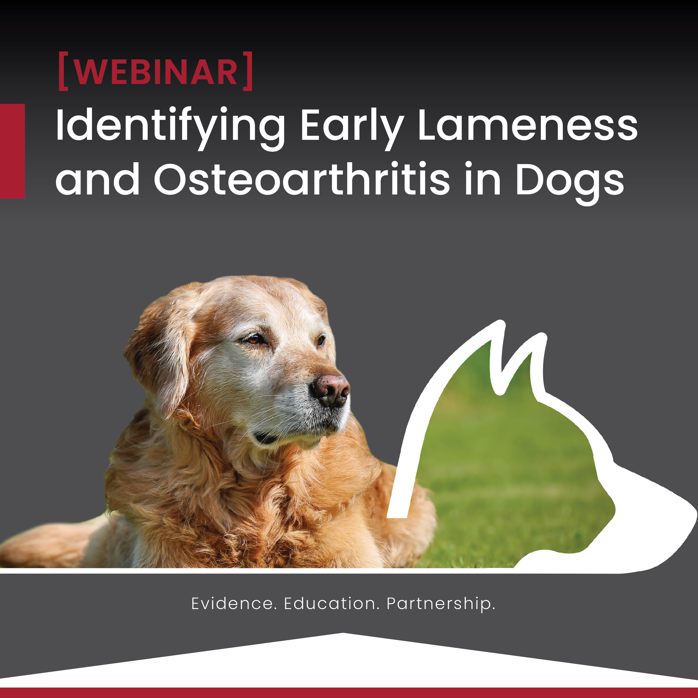 Identifying Early Lameness and Osteoarthritis in Dogs Companion